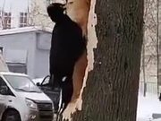 Woodpecker Creates A Massive Hole In A Tree