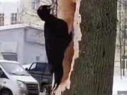 Woodpecker Creates A Massive Hole In A Tree