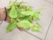Mantises Disguised Just Like Leaves