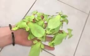 Mantises Disguised Just Like Leaves - Animals - VIDEOTIME.COM