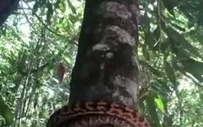 Python's Unique Way Of Climbing Trees - Animals - VIDEOTIME.COM