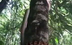 Python's Unique Way Of Climbing Trees - Animals - VIDEOTIME.COM