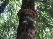 Python's Unique Way Of Climbing Trees