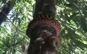 Python's Unique Way Of Climbing Trees