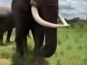 Huge Elephant Pranks A Woman