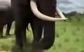 Huge Elephant Pranks A Woman - Animals - VIDEOTIME.COM