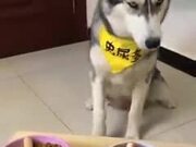 Dog Gets Tired Of All The Trickery - Animals - Y8.COM