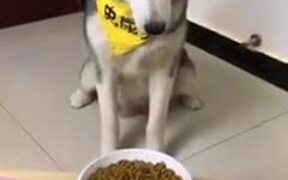 Dog Gets Tired Of All The Trickery - Animals - VIDEOTIME.COM