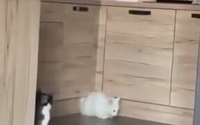 Cats Can Fit Literally Anywhere And Everywhere - Animals - VIDEOTIME.COM