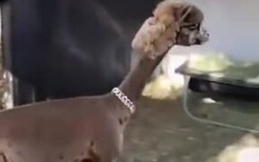 Coolest Llama To Ever Walk The Earth - Animals - VIDEOTIME.COM