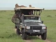 Safari Truck Gets Taken Over By Cheetahs