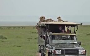 Safari Truck Gets Taken Over By Cheetahs