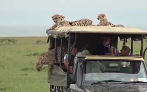 Safari Truck Gets Taken Over By Cheetahs - Animals - VIDEOTIME.COM