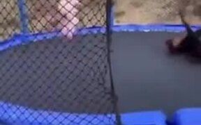 Wholesome Doggo And Kid Jump On A Trampoline - Animals - VIDEOTIME.COM