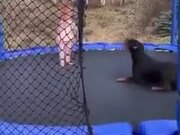 Wholesome Doggo And Kid Jump On A Trampoline