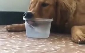 When Mom Silently Watches You Do Stupid Things - Animals - VIDEOTIME.COM