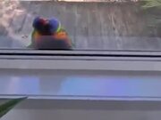 2 Lorikeets Goofing Out At Their Own Reflections