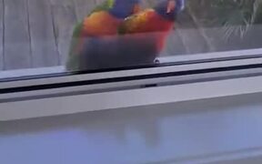 2 Lorikeets Goofing Out At Their Own Reflections - Animals - VIDEOTIME.COM