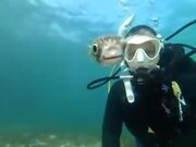 Friendly Pufferfish Wants To Be In A Selfie