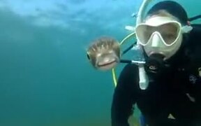 Friendly Pufferfish Wants To Be In A Selfie - Animals - VIDEOTIME.COM