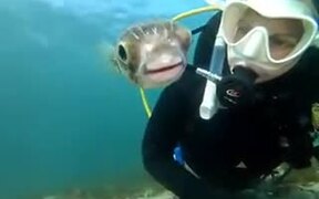 Friendly Pufferfish Wants To Be In A Selfie - Animals - VIDEOTIME.COM