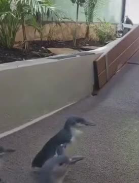 Baby Penguins Come In For A Hug