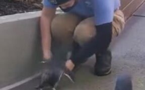 Baby Penguins Come In For A Hug - Animals - VIDEOTIME.COM