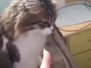 Cat Hates Being Pointed At