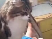 Cat Hates Being Pointed At
