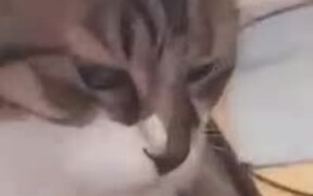 Cat Hates Being Pointed At - Animals - VIDEOTIME.COM