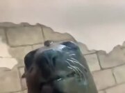 When Your Pet Seal Is Just As Weird As You
