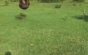 Man Took Backflipping Lessons From A Frog - Fun - VIDEOTIME.COM