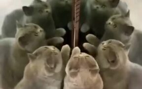 Count The Number Of Cats - Animals - VIDEOTIME.COM
