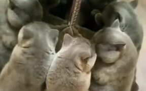 Count The Number Of Cats - Animals - VIDEOTIME.COM