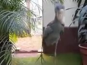 Shoebill Bird's Beak Sound Sounds Just Gunfire