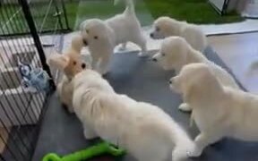 Golden Retrievers Play With Their New Playmate - Animals - VIDEOTIME.COM