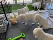 Golden Retrievers Play With Their New Playmate