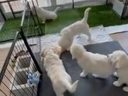 Golden Retrievers Play With Their New Playmate