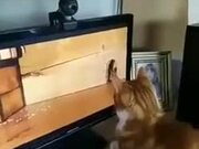 Cat Wonders Where The Mouse Went