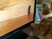 Cat Wonders Where The Mouse Went