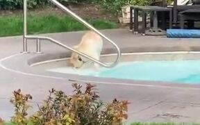 Puppy's First Time Playing Around In The Pool - Animals - VIDEOTIME.COM