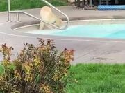 Puppy's First Time Playing Around In The Pool