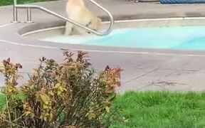 Puppy's First Time Playing Around In The Pool - Animals - VIDEOTIME.COM