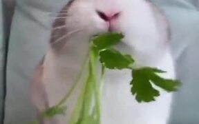 Bunny Eats A Stalk Of Parsley In Under A Minute - Animals - VIDEOTIME.COM