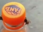 Two Bees Open A Bottle Of Soda