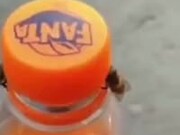 Two Bees Open A Bottle Of Soda