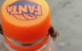 Two Bees Open A Bottle Of Soda - Animals - VIDEOTIME.COM