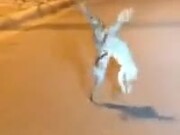 Two Hares Fighting
