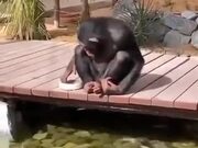 Chimpanzee Watches While Feeding Some Fishes