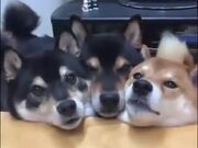 Three Dogs Do The Mlem!